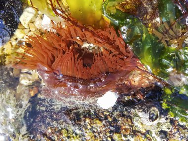 Galiçya, İspanya kıyı kayaların üzerinde büyüyen Beadlet anemon veya deniz domates, Actinia equina,