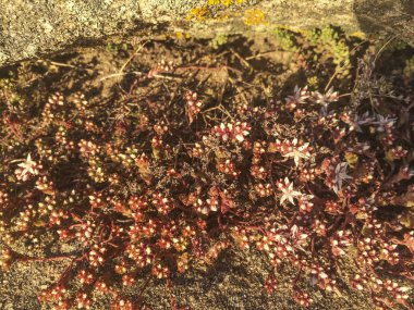 Arousa Adası, Galiçya, İspanya kıyı kumulları üzerinde büyüyen Sandy hendek stonecrop ya da kedi üzüm, bahçedeki arenarium,