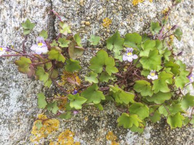 Sarmaşık yapraklı toadflax, Kenilworth sarmaşığı veya pennywort, Cymbalaria duvar resimleri, Galiçya 'nın duvarlarında yetişiyor.