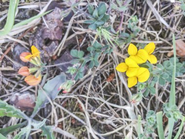 Galiçya, İspanya 'da yetişen yaygın kuş ayağı trefoil veya geyik, Lotus corniculatus