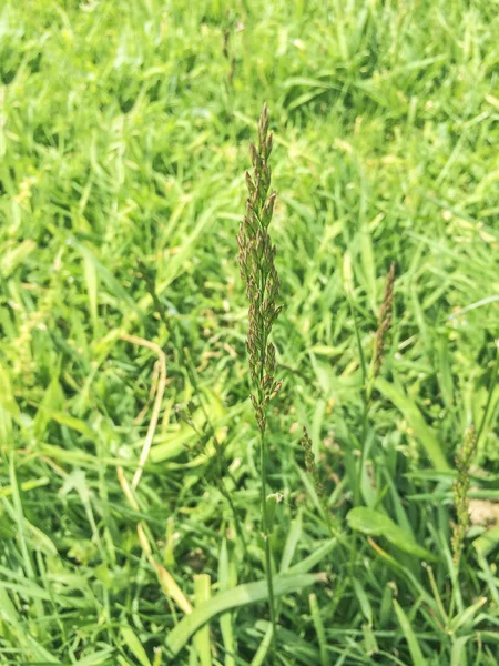 Grama Rastejante Espalhando Curvada Redtop Agrostis Stolonifera Crescendo Galiza Espanha — Fotografia de Stock