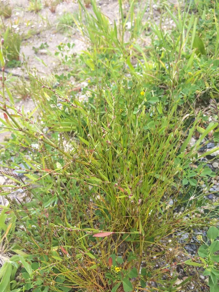 Knotgrass Knotweed Birdweed Pigweed Centinodia Polygonum Aviculare Growing Galicia Spain — Stock Photo, Image