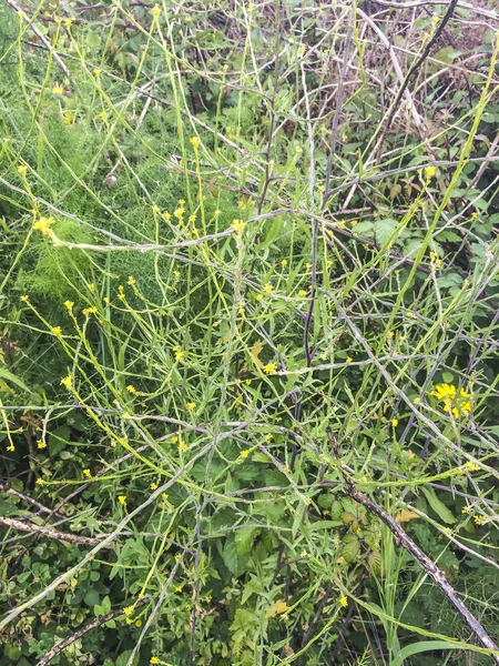 Hedge Mustar Sisymbrium Officinale Groeien Galicië Spanje — Stockfoto