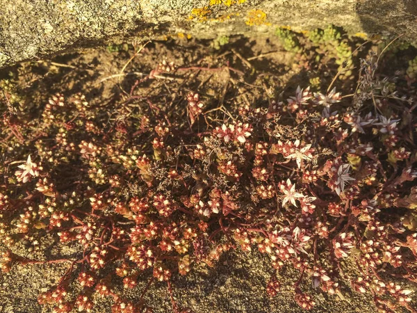 Uva Arenisca Gato Sedum Arenarium Que Crece Dunas Costeras Isla —  Fotos de Stock