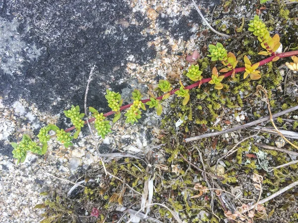 Ruptureworts Quebrantapiedras Veya Milengrana Herniaria Ciliolata Subsp Robusta Galiçya Spanya — Stok fotoğraf