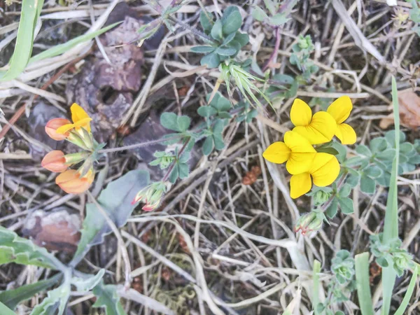 Trébol Ciervo Común Del Pie Ave Lotus Corniculatus Que Crece — Foto de Stock