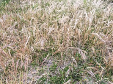 Arka plan ve doku kumul çimen