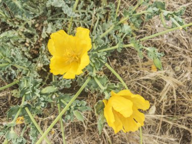 Sarı boynuzlu haşhaş