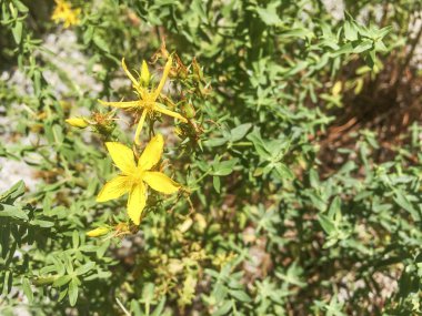 Saint John's wort