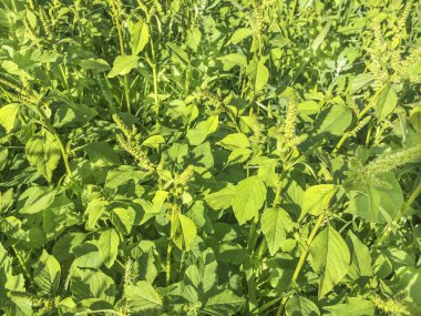 Yeşil, ince veya pürüzsüz