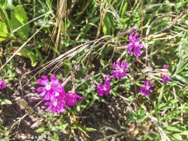 Littoral silene — Stock Photo, Image