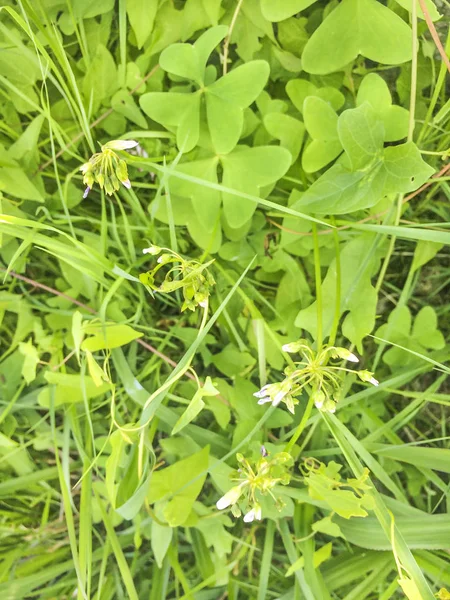 Garden pink-sorrel or broadleaf woodsorrel — Stock Photo, Image