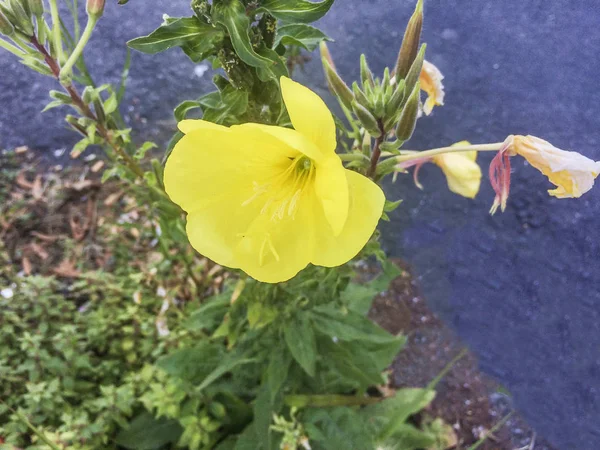 Evening primrose or donkey grass — Stock Photo, Image