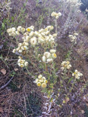 Geel sewejaartjie veya sarı ebedi