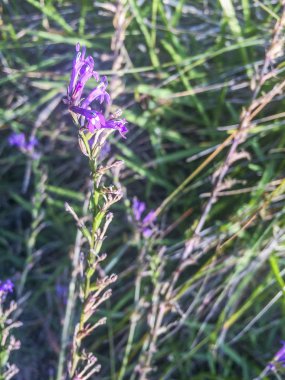 Heath veya buruk Lobelia, matacaballos