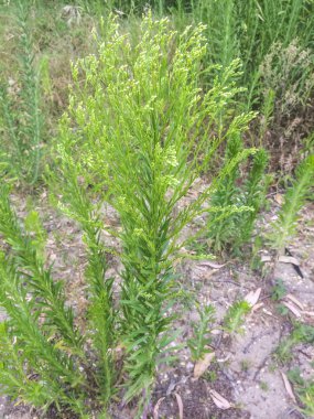 Horseweed Erigeron (Conyza) canadensis clipart