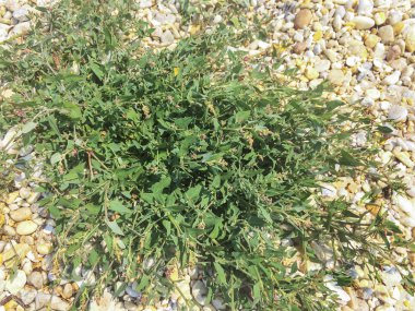 Saltbush veya orache 