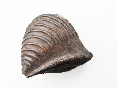 Jura bivalve fosili