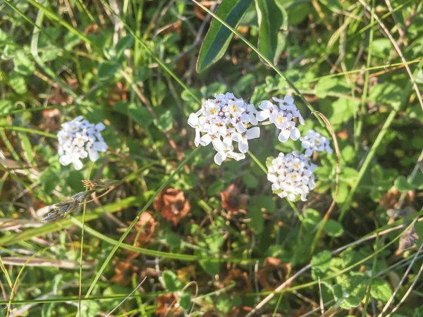 Sand Dune üzerinde candytuft çiçekler — Stok fotoğraf