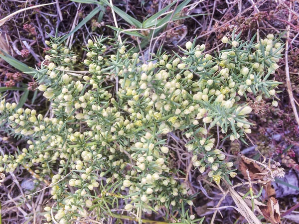 Vild sparris — Stockfoto