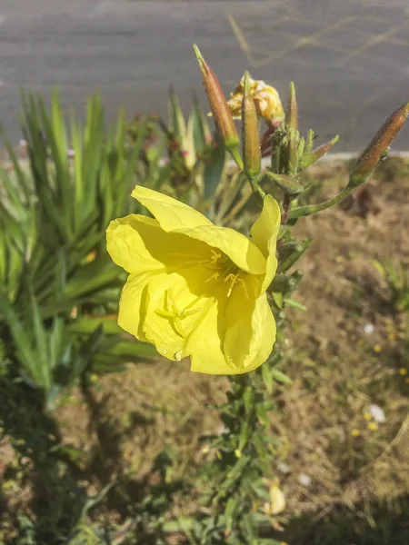 Evening primrose, suncups or sundrops — Stock Photo, Image