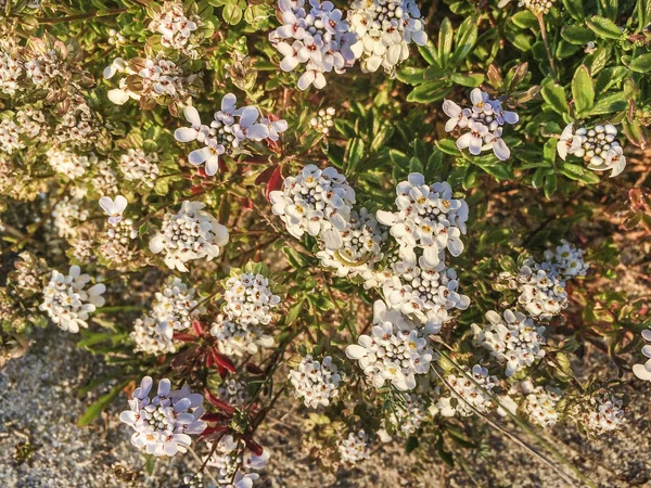 Fiori di Candytuft su dune di sabbia — Foto Stock