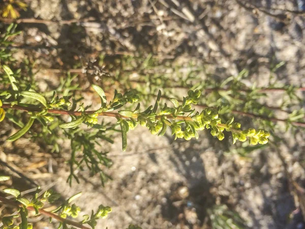 Alkali seepweed veya çalı deniz-blite — Stok fotoğraf