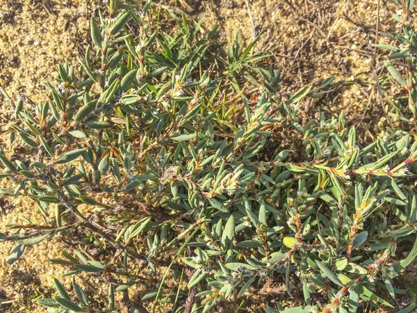 Knotgrass, correhuela veya poligono — Stok fotoğraf