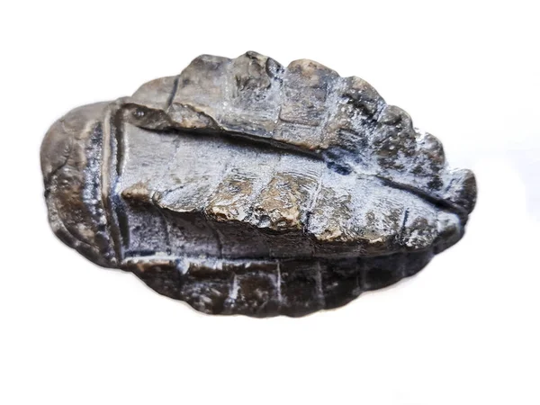 화석 Crinoid — 스톡 사진