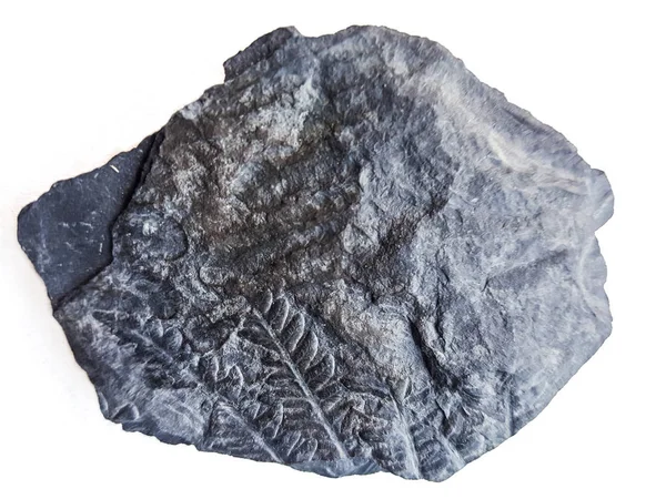 고사리 잎 화석 조각이 있는 슬레이트 바위 — 스톡 사진