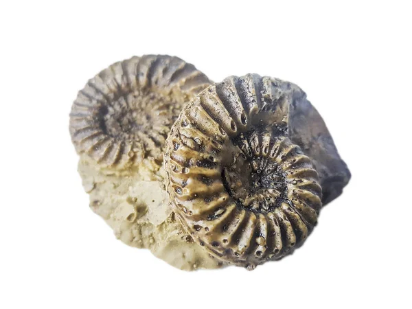 Pleuroceras Jurassic ammonite — Stok fotoğraf