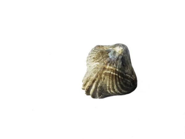 Rhynchonella Jurassic fossil — Stockfoto