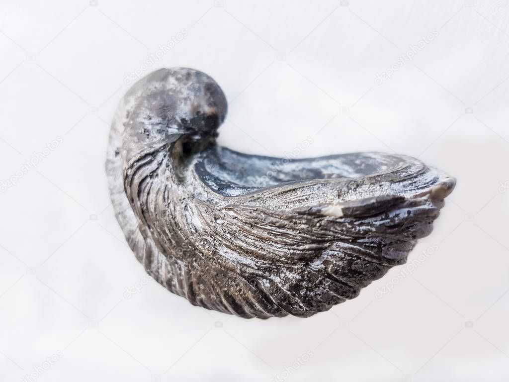 Jurassic fossil oyster