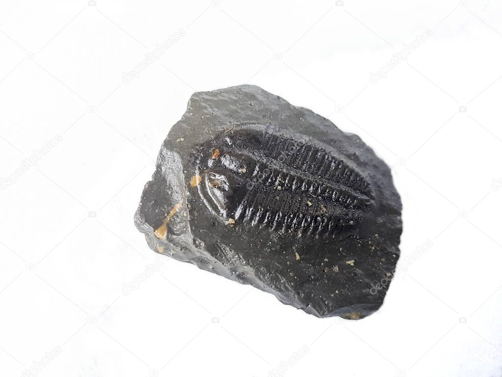 Cambrian trilobites fossil