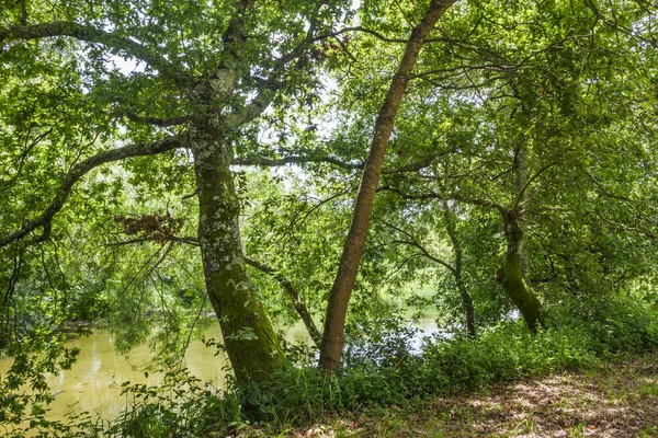 Drzewa na umia Riverbank — Zdjęcie stockowe