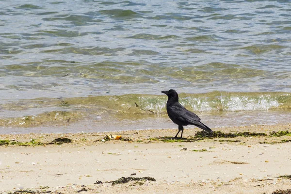 Aaskrähe am Strand — Stockfoto