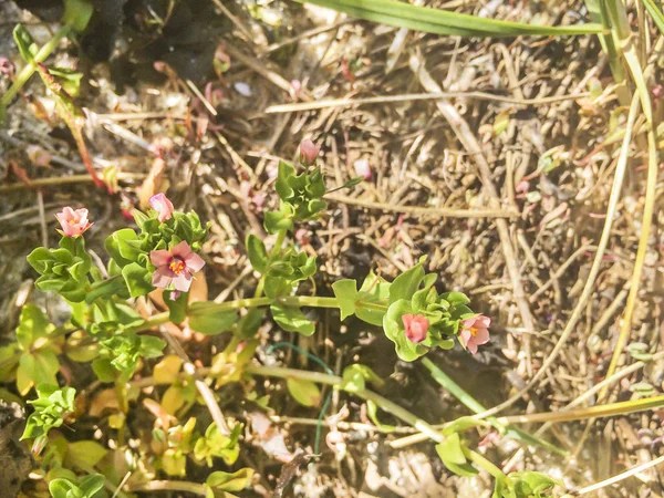 Vörös vagy piros Pimpernel — Stock Fotó