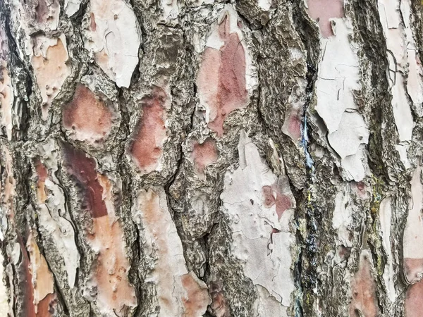 Çam ağacı kabuğu — Stok fotoğraf