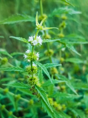 Galiçya, İspanya 'da yetişen gipsywort, bugleweed veya su horehound bitkisi Lycopus europaeus çiçekleri