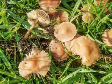 Peri yüzüğü mantarı ya da İskoç şapkası, Marasmius oreades, Galiçya, İspanya 'da yetişiyor.
