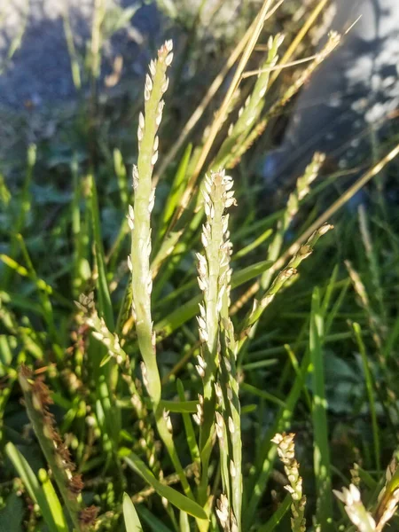 Planta Erva Santo Agostinho Stenotaphrum Secundatum Crescendo Galiza Espanha — Fotografia de Stock