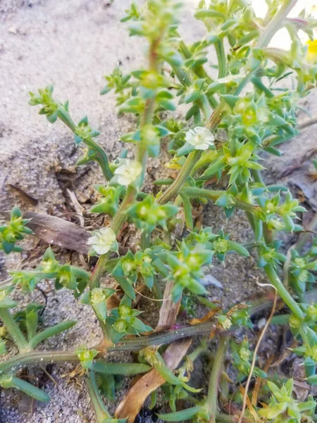 Prickly Saltwort Glasswort Salsola Kali Kali Turgidum Που Καλλιεργείται Παράκτιους — Φωτογραφία Αρχείου