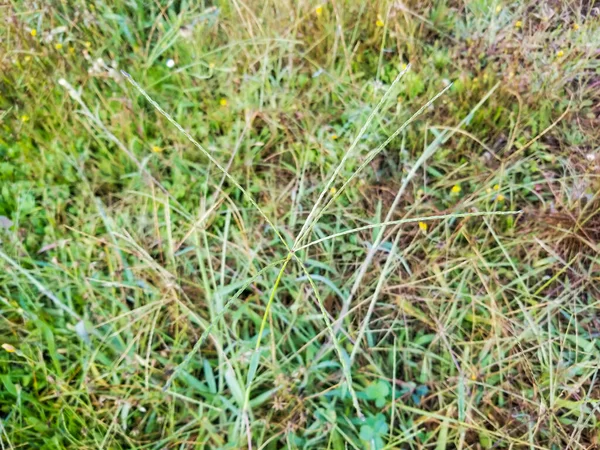 Torpedó Vagy Csúszó Pánik Panicum Repens Növekvő Galíciában Spanyolország — Stock Fotó