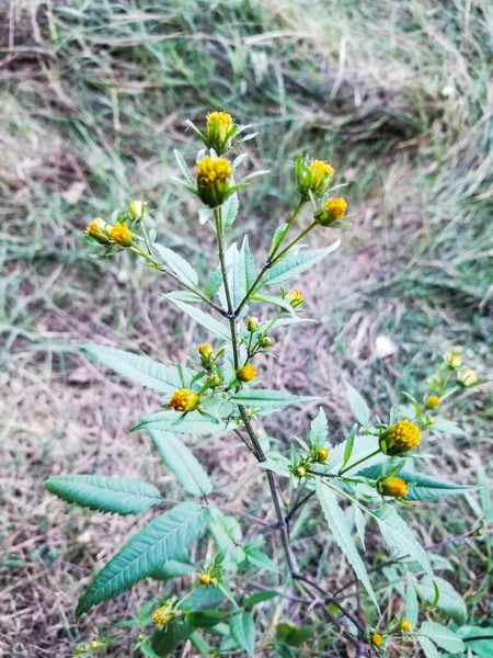 Black Jack Garrapatas Mendigos Pinzas Zapatero Aguja Española Bidens Pilosa —  Fotos de Stock