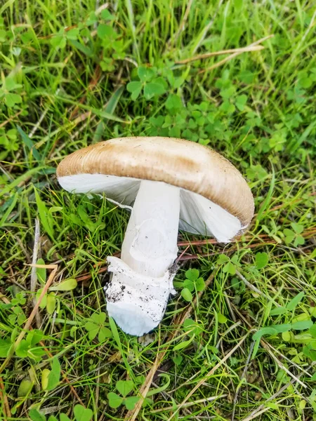 生长在西班牙加利西亚的金银花 Amanita Pantherina — 图库照片