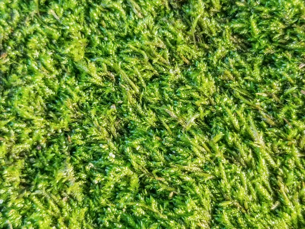 Зеленый Мох Поверхности Фона Текстуры — стоковое фото