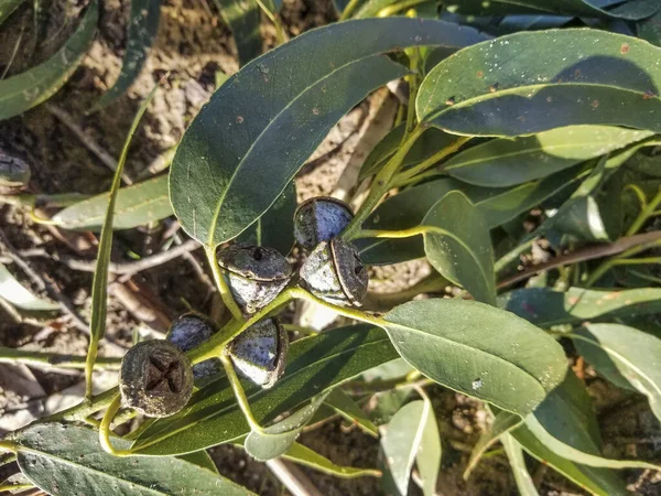 Fruits and leaves of Tasmanian blue gum tree, Eucalyptus globulus, growing in Galicia, Spain