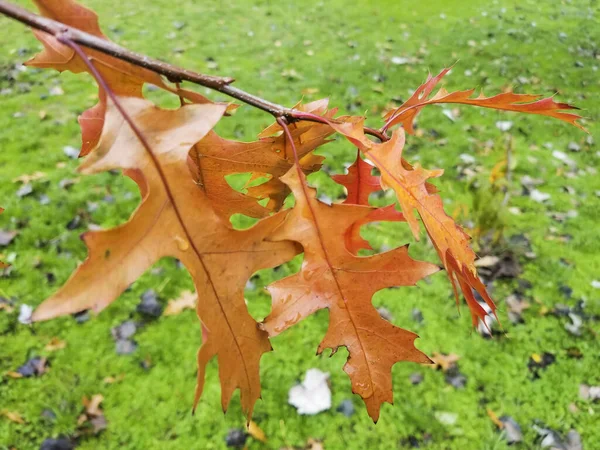 Autumnal leaves of  northern red or champion oak, Quercus rubra, growing in Galicia, Spain