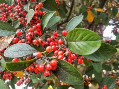 Cotoneaster Coriaceus 'un meyve ve yaprakları.