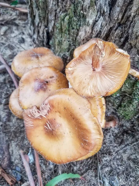 Champignon Miel Armillaria Mellea Parasite Des Racines Des Arbres — Photo